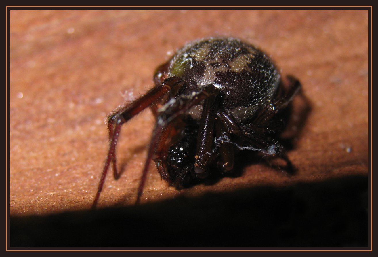 Steatoda nobilis